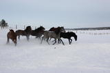 Winterkoppel