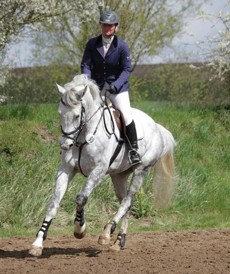 clinton i x cellestial wallach 8 jahre reitpferde cellestial